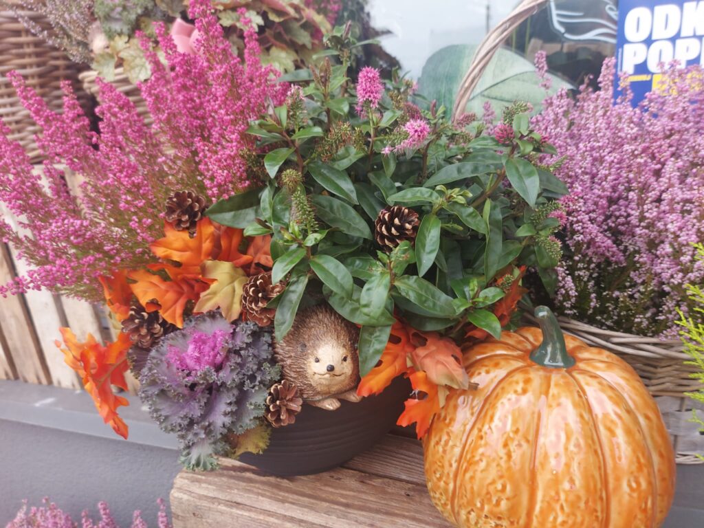 Archon-kwiaciarnie-jesien-6